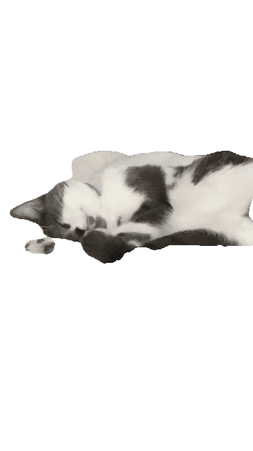 Sleeping cat